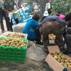 2016大荔金太阳杏现已陆续成熟开始预订