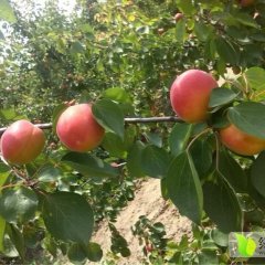 大荔丰园红杏  红杏基地