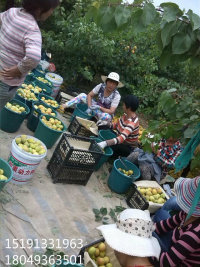 大荔县范家镇雷南村金农瓜果商行凯特杏