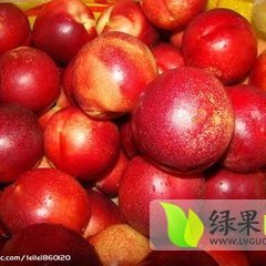 费县大田庄盛产陆地油桃品种 鲜红光亮