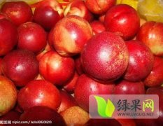 费县大田庄盛产陆地油桃品种 鲜红光亮