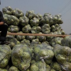 泾阳云阳赵剑4月8398甘蓝