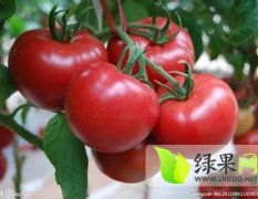 青州济青文学4月神盾319西红柿