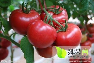 青州济青文学4月神盾319西红柿