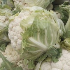 河南新野银冠菜花是名优特产