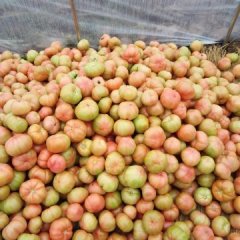 供应-江苏沭阳大尖村粉红西红柿基地