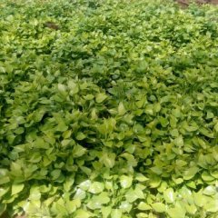 雄县红薯产销两旺雄县徐丹诚信合作