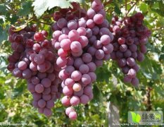 饶阳葡萄种植，品种有红无核，维多利亚