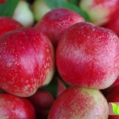 湖北露地桃即将大量上市