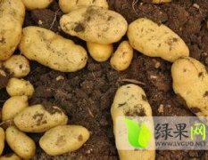 2015泗水大棚土豆大量上市