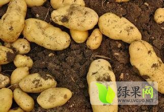 2015泗水大棚土豆大量上市