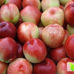 乐亭阎各马凤明3月中油5号油桃