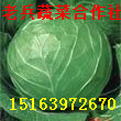 2015年山东郯城中甘21甘蓝价格