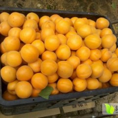 大荔杏树全身是宝，用途很广