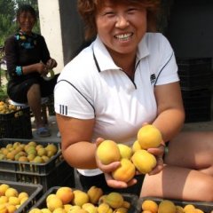 2015大荔杏子今年价格有看点