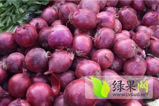 莘县洋葱的收获季节已经像我们靠近