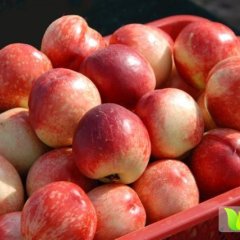 2015费县油桃再不来就没机会了！