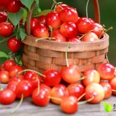 山东费县早大果樱桃