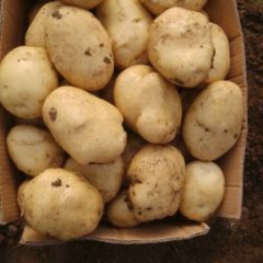 薛城铁佛李锋4月早大白土豆