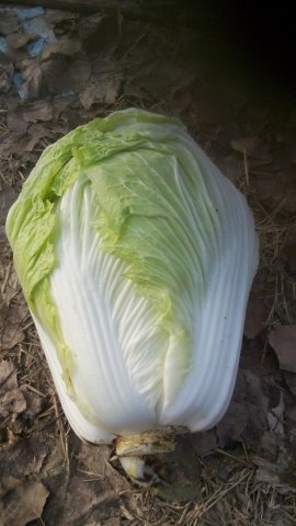 2015年菊锦春白菜价格