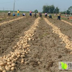 河南偃师早大白土豆随行就市