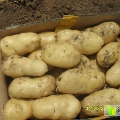 山东泗水中薯系列大棚土豆大量上市