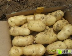 山东泗水中薯系列大棚土豆大量上市