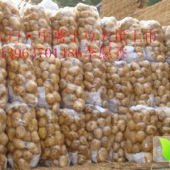 泗水土豆聚焦市场杨柳李愿香诚信合作