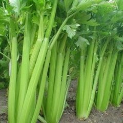 中牟芹菜名扬天下,姚家陈哲瀚诚信合作