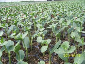 山东青州京欣西瓜种子著名品种