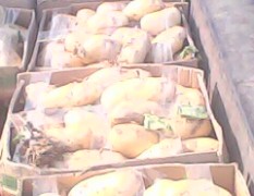 山东泗水中薯系列土豆长势旺盛