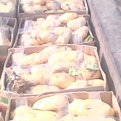 山东泗水中薯系列土豆长势旺盛