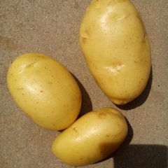 山东滕州市大坞镇刘希国5月至九月土豆上市