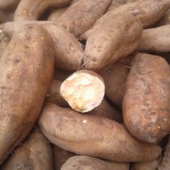 雁江临江李照文8月商薯19红薯