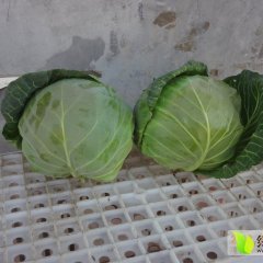 金乡化雨代群群4月8398甘蓝