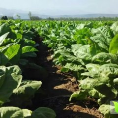 华县无公害蔬菜基地莴苣出售