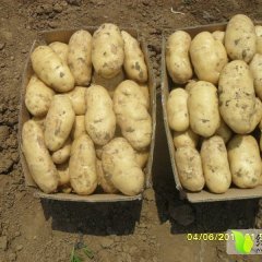 山东泗水荷兰系列.中薯.早大白土豆实拍图片
