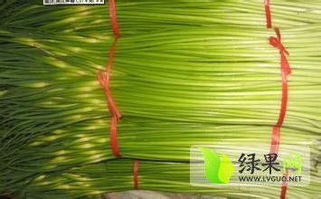2015年河南中牟蒜薹价格