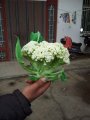 江苏沛县白面青梗松花菜菜花上货量大