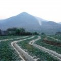 四川攀枝花·西瓜大量上市·质优价廉
