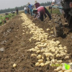 2015泗水土豆，荷兰，中暑，大量上市中
