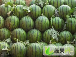 凌海西瓜营养丰富右卫金子诚信合作