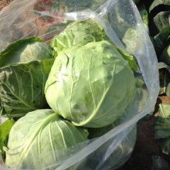 河南虞城铁头甘蓝品种大量上市中