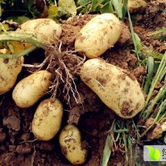 滕州新土豆上市，个头大 色泽好