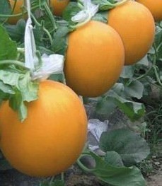 莘县河店孙涛7月以色列西红柿