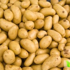 围场四区郭先生4月克新一号土豆