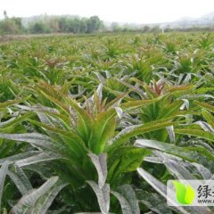 郯城红花张言乾4月福建飞桥紫叶香莴苣