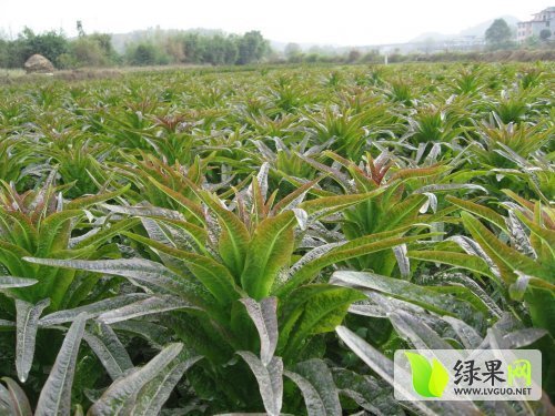 2015年山东郯城福建飞桥紫叶香价格