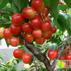 安徽砀山大量供应樱桃、早晚巴达杏、金太阳