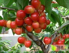 安徽砀山大量供应樱桃、早晚巴达杏、金太阳